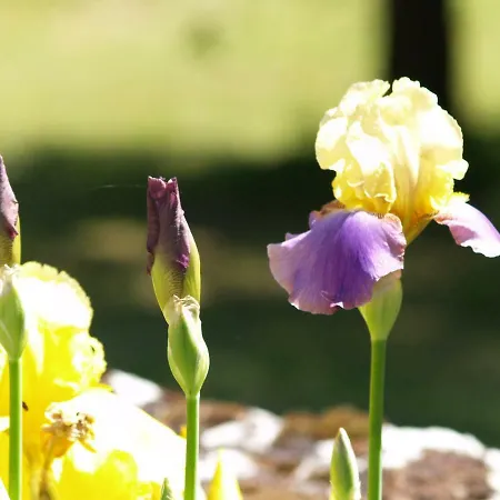 Holiday home La Vayssade - Grand De Charme - 14 Pers - Piscine & Jacuzzi Lalbenque